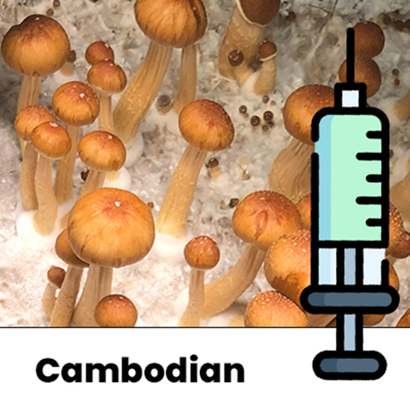 Cambodian (Psilocybe cubensis) - Cultura Líquida