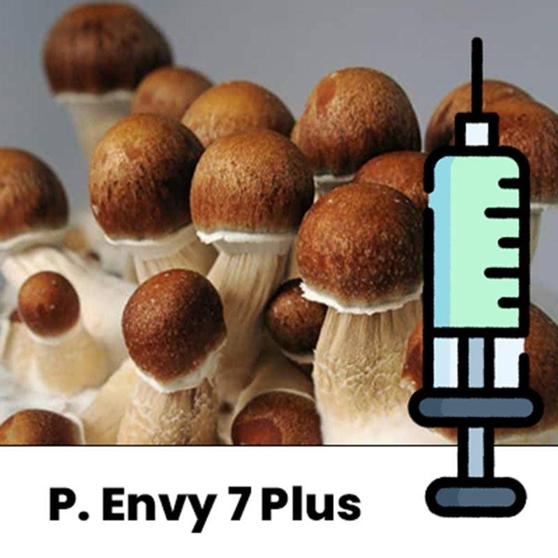 Penis Envy 7 Plus (Psilocybe cubensis) - Cultura Líquida