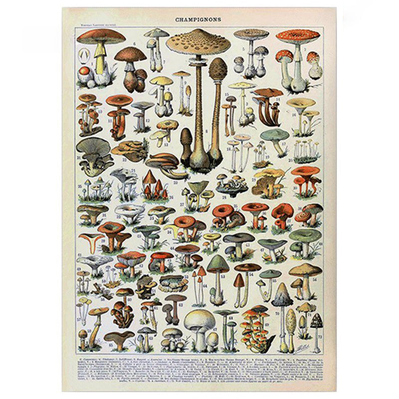 Poster de Cogumelos - Mapa de Estudos Francês